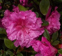 Michaele Lux Evergreen Azalea (Aromi), Rhododendron x 'Michael Lux'